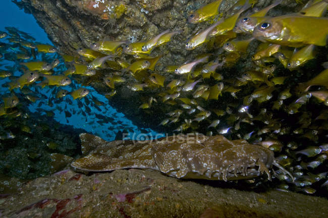 Wobbegong-Hai und Kardinalfische — Stockfoto