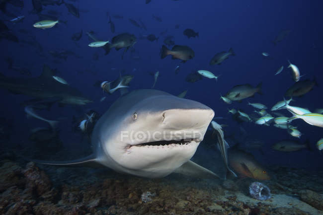 Tubarão-touro cercado por peixes de recife — Fotografia de Stock