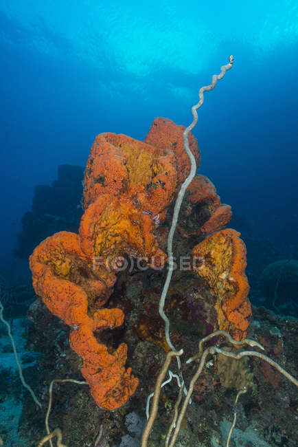 Orange sponge with greyish whip coral — Stock Photo