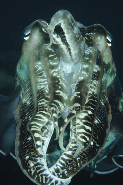 Каракатиці щупальця в Індонезії — стокове фото
