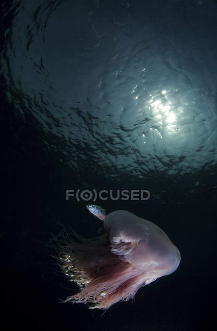 Pink jellyfish and silver fish — Stock Photo
