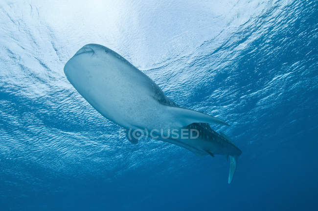 Tubarão-baleia nadando perto da superfície — Fotografia de Stock