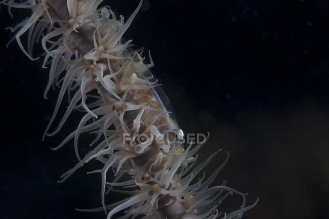 Fouet corail gobie poisson — Photo de stock