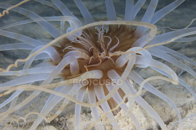 Sand anemone closeup shot — Stock Photo