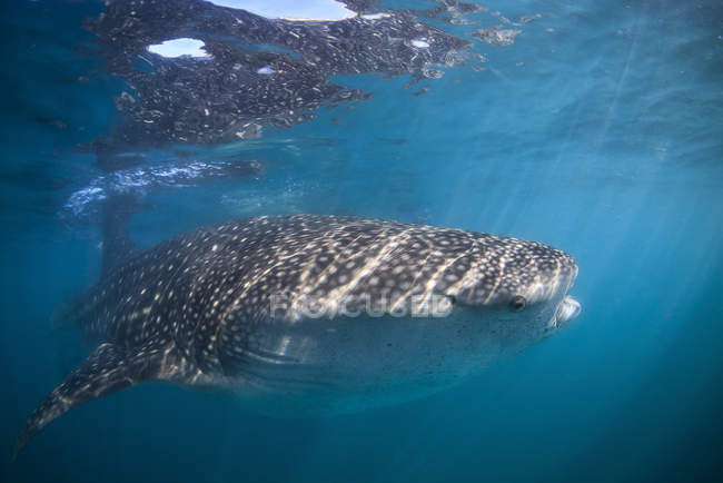 Walhai schwimmt in der Nähe von la paz — Stockfoto