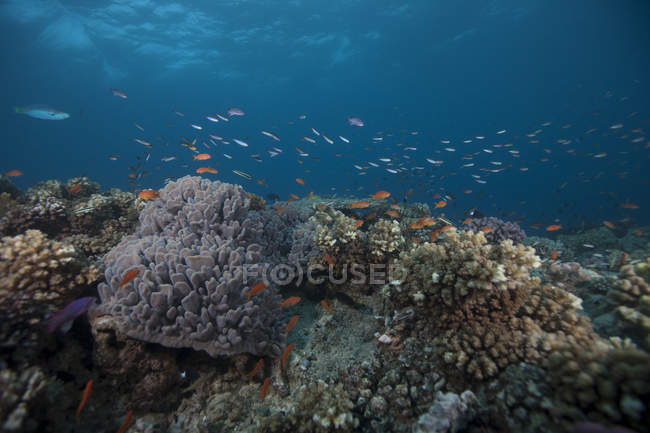 Schooling anthias fish and corals — Stock Photo
