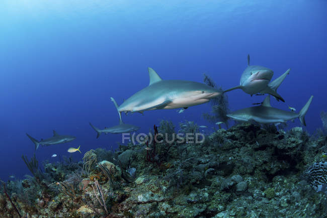 Tiburones de arrecife del Caribe nadando a lo largo del arrecife - foto de stock