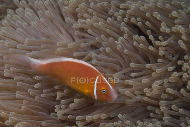 Pesci pagliaccio nuotare vicino anemone ospite — Foto stock