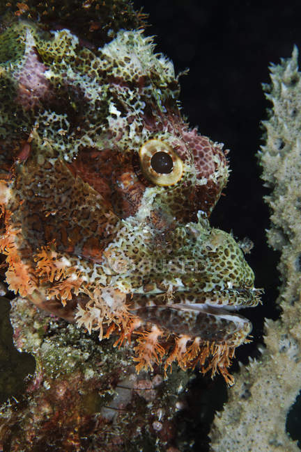 Bartsorpionfisch in Indonesien — Stockfoto