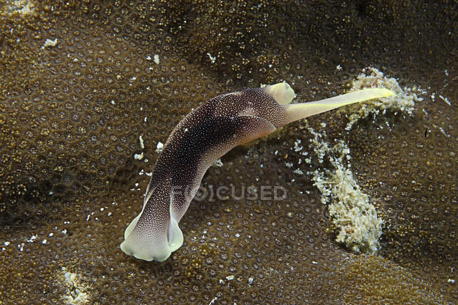 Plegado mar babosa nudibranch - foto de stock