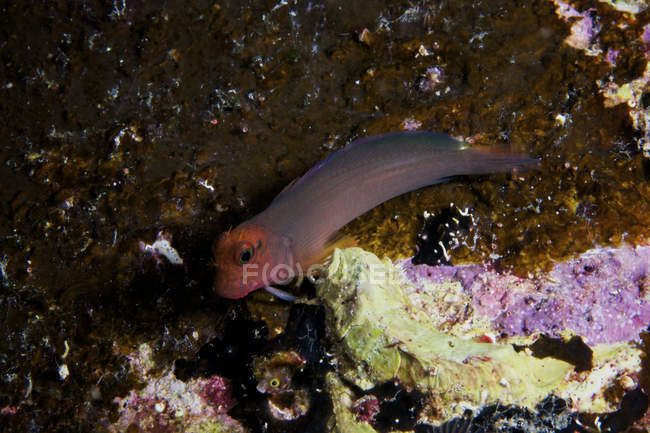 Redlip blenny fish — Stock Photo