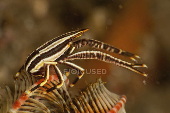 Squat lobster on striped crinoid — Stock Photo