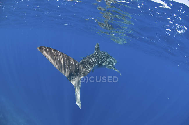 Хвіст китової акули біля поверхні — стокове фото