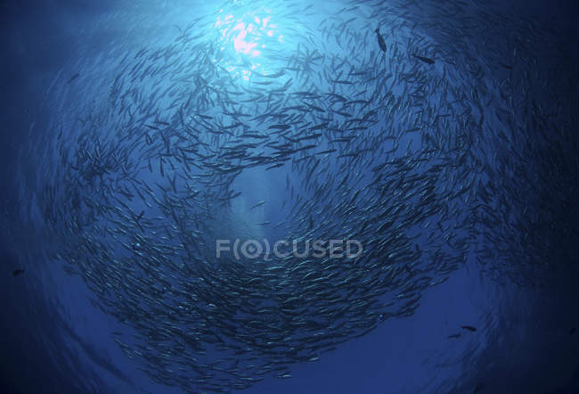 Scuola di cerchio di cric in acqua blu — Foto stock