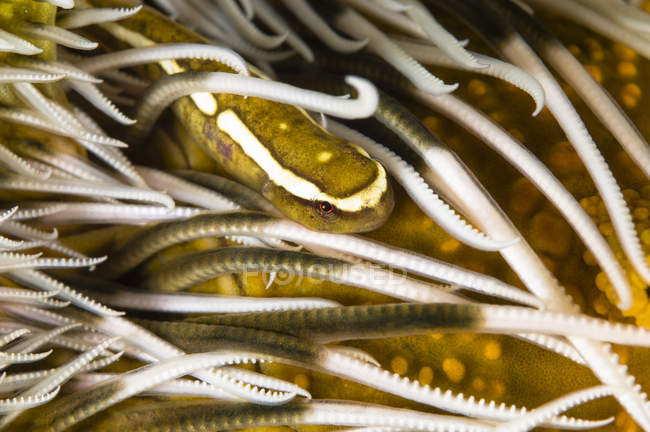 Pesce palla nei tentacoli crinoidi — Foto stock