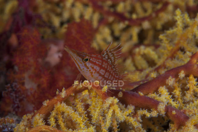 Peixe-falcão-do-nariz-longo em corais macios — Fotografia de Stock