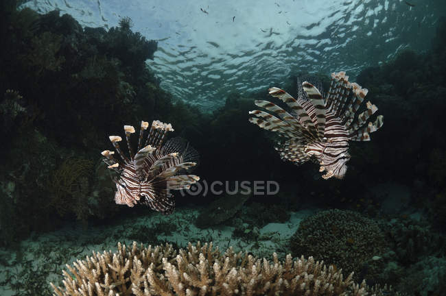 Par de peces león sobre corales - foto de stock