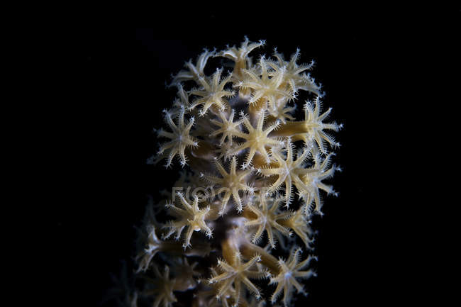 Pólipos de coral blandos alimentándose por la noche - foto de stock