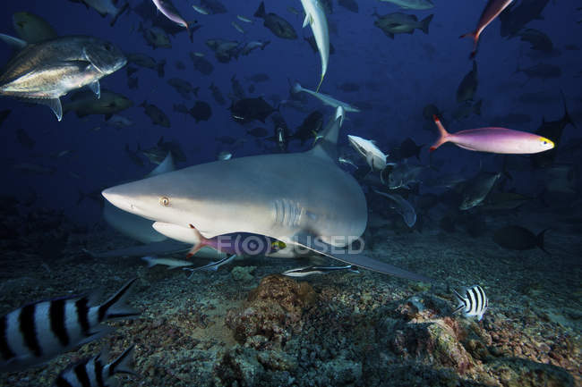 Tiburón toro rodeado de peces de arrecife - foto de stock