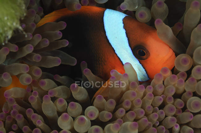 Anemonefish em anêmona ponta roxa — Fotografia de Stock