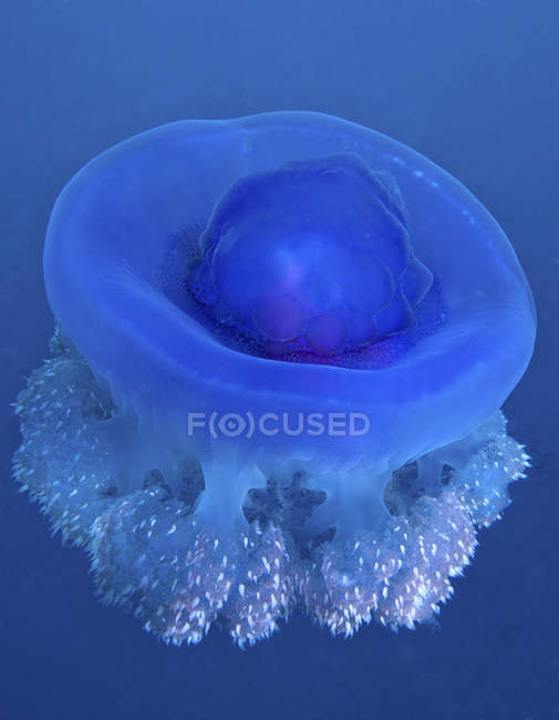 Jellyfish coroa flutuando no oceano Pacífico — Fotografia de Stock