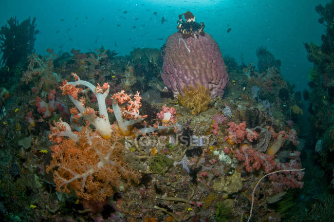 Reef scene with corals and yellow crinoid — Stock Photo