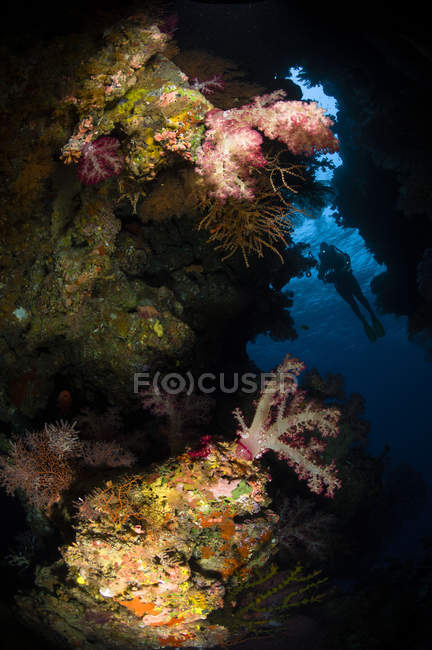 Buceador nadando sobre el arrecife de coral - foto de stock