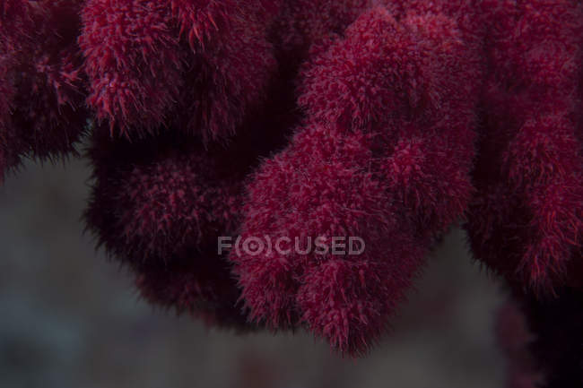 Мягкие кораллы на фиджийском рифе — стоковое фото