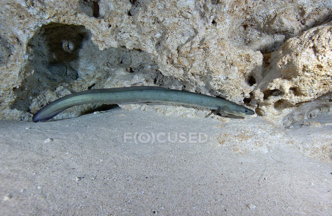 Anguille d'Amérique rôdant le long du bord — Photo de stock
