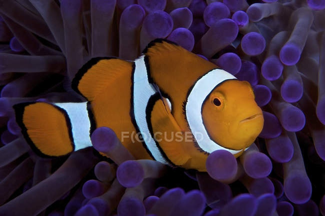 False Ocellaris Clownfish — Stock Photo