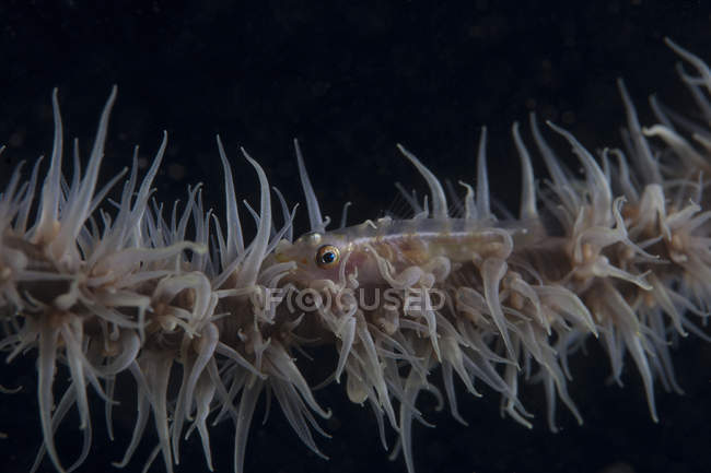 Whip coral goby fish — Stock Photo