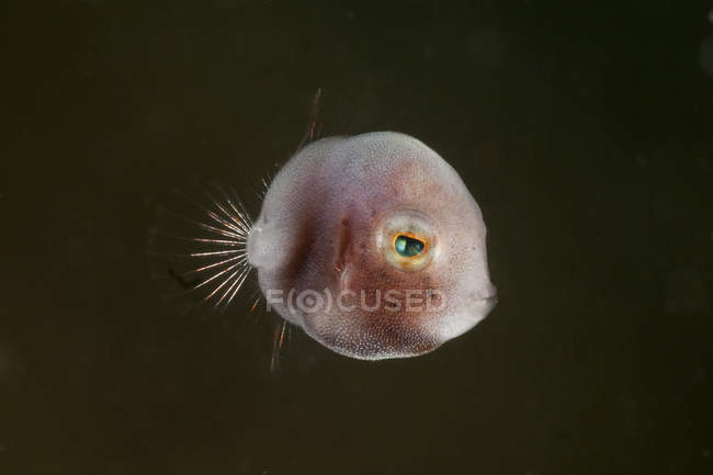 Tiny juvenile filefish with green eye — Stock Photo