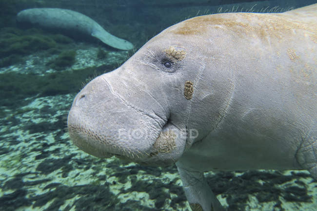 Manatee in Fanning Springs State Park — Stock Photo