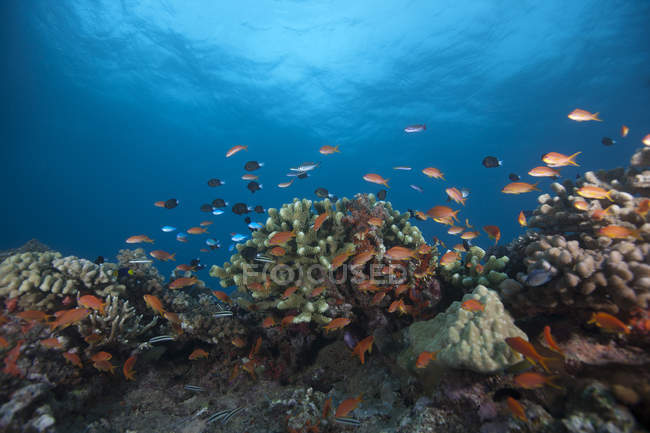 Schooling anthias poissons et coraux — Photo de stock