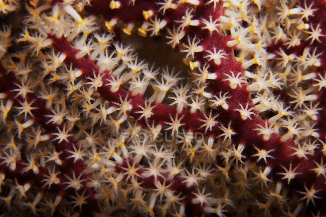 Pólipos de coral blando - foto de stock