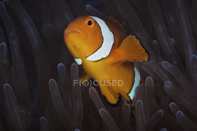 Falso pez payaso de Ocellaris - foto de stock
