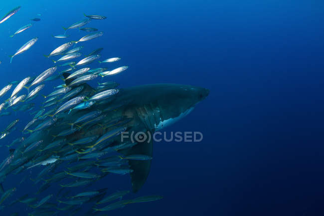 Велика біла акула з рибою-приманкою — стокове фото