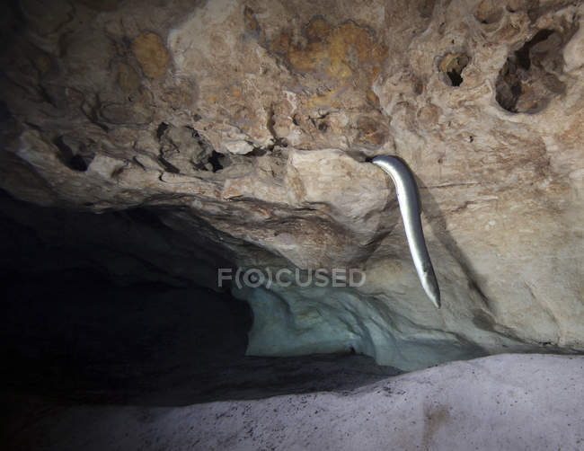 American Eel deslizando para fora do buraco — Fotografia de Stock