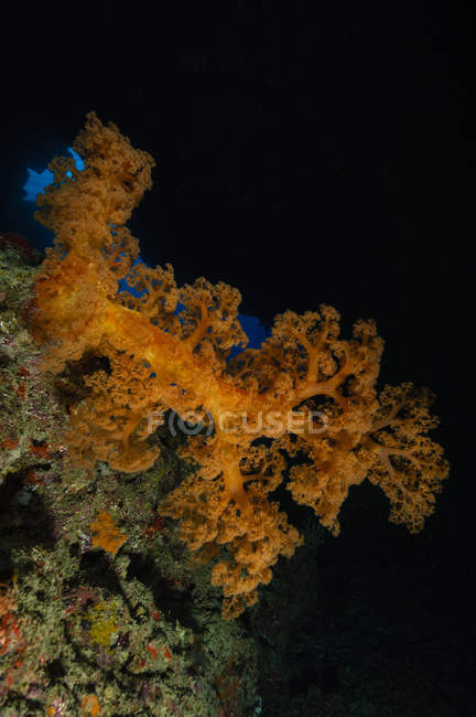 Мягкие кораллы на темном рифе — стоковое фото