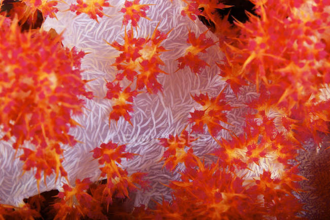 Coral macio revelando espículas — Fotografia de Stock