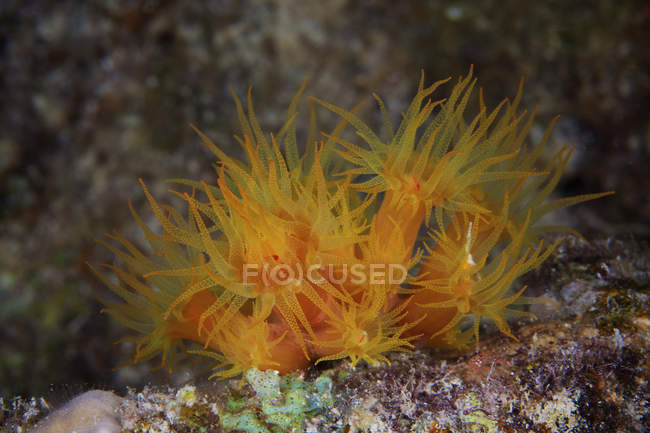 Yellow Tubastrea coral feeding at night — Stock Photo
