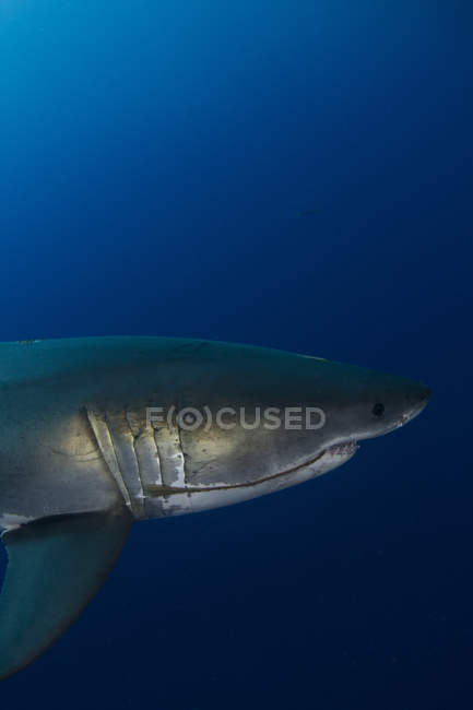 Hombre gran tiburón blanco - foto de stock
