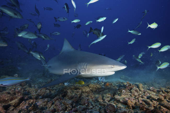 Акула-бык в окружении рифовых рыб — стоковое фото