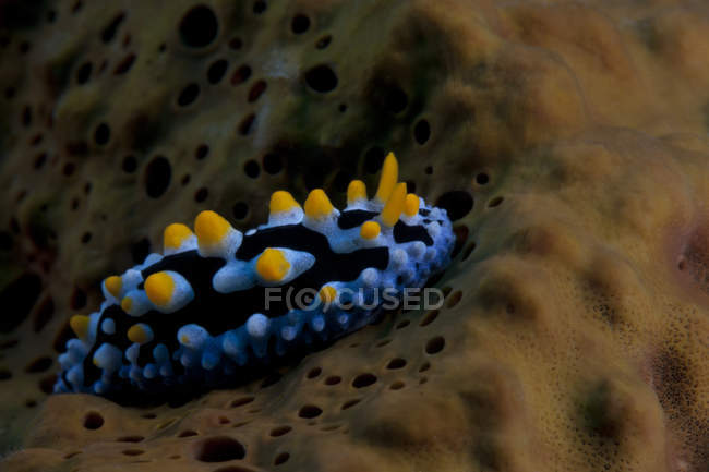 Phyllidia coelestis nudibranch — Stock Photo