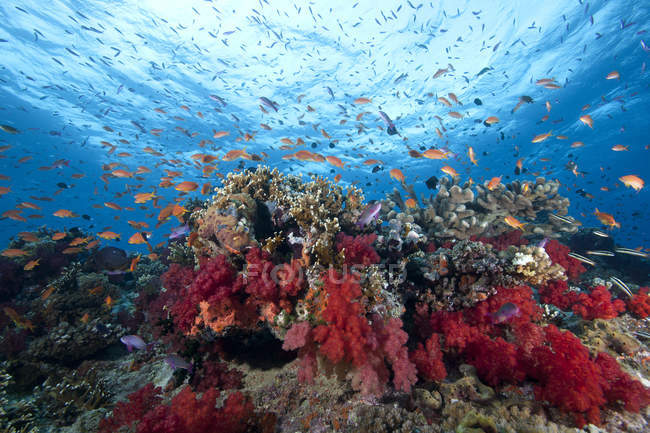 Schooling anthias fish and corals — Stock Photo