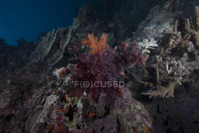 Corail mou sur le récif fidjien — Photo de stock