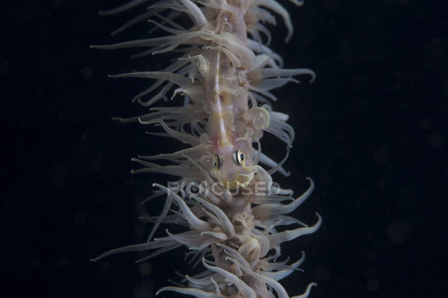 Fouet corail gobie poisson — Photo de stock