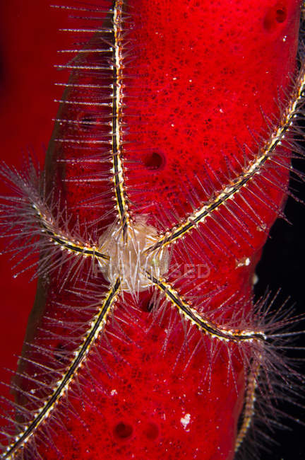 Brittle star on red sponge — Stock Photo