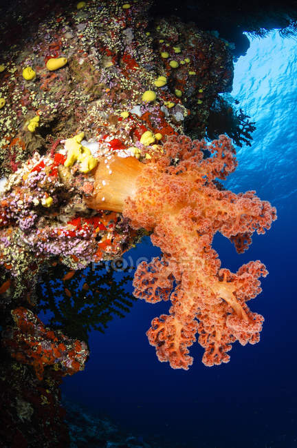 Мягкий коралловый риф — стоковое фото