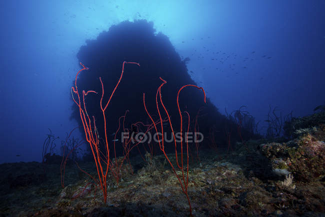 Látigo coral cerca de coral bommie - foto de stock